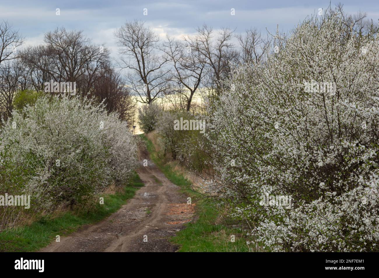 Vicolo di ciliegi in fiore e strada sterrata, vista primaverile. Foto Stock