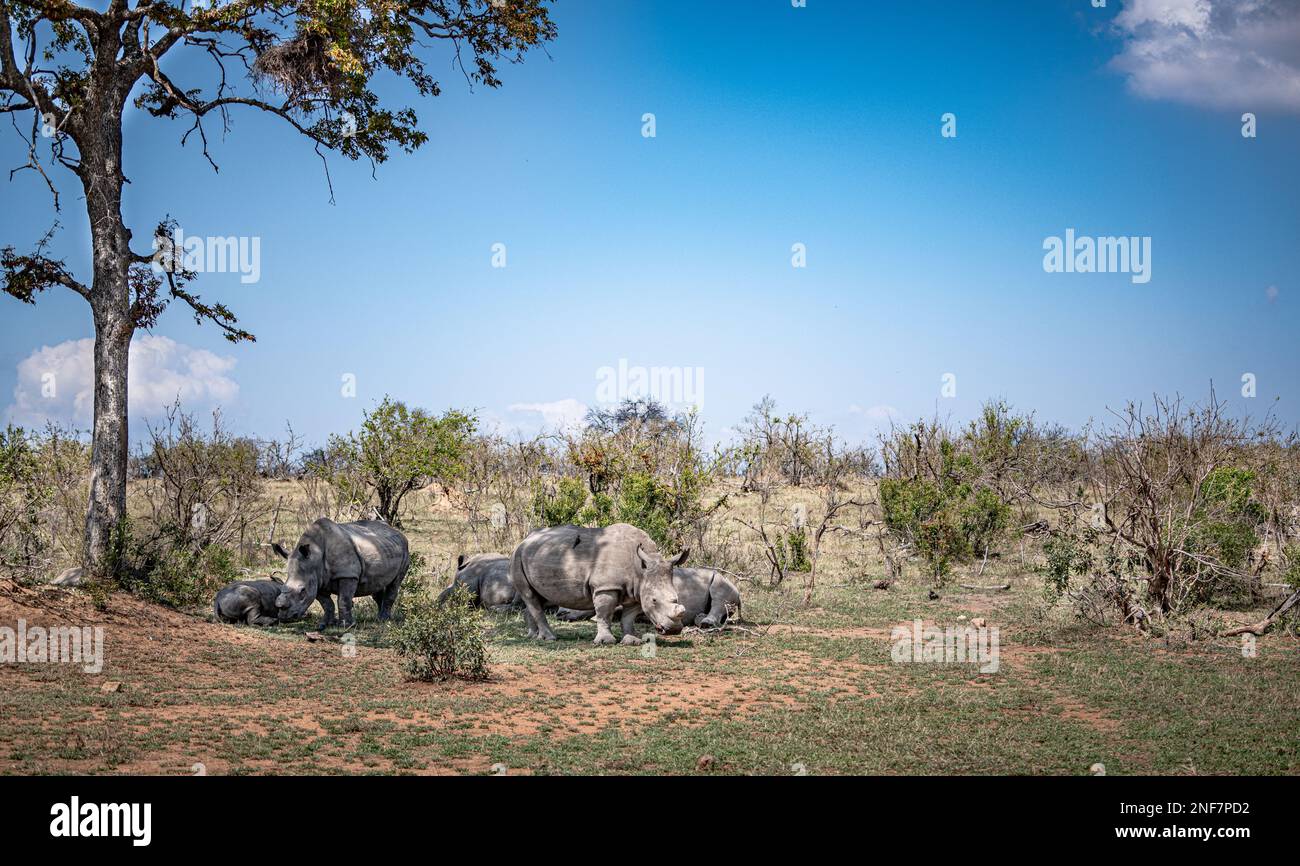 Gruppo di rinoceronti bianchi (Ceratotherium simum) nel Parco Nazionale di Kruger, Sudafrica Foto Stock