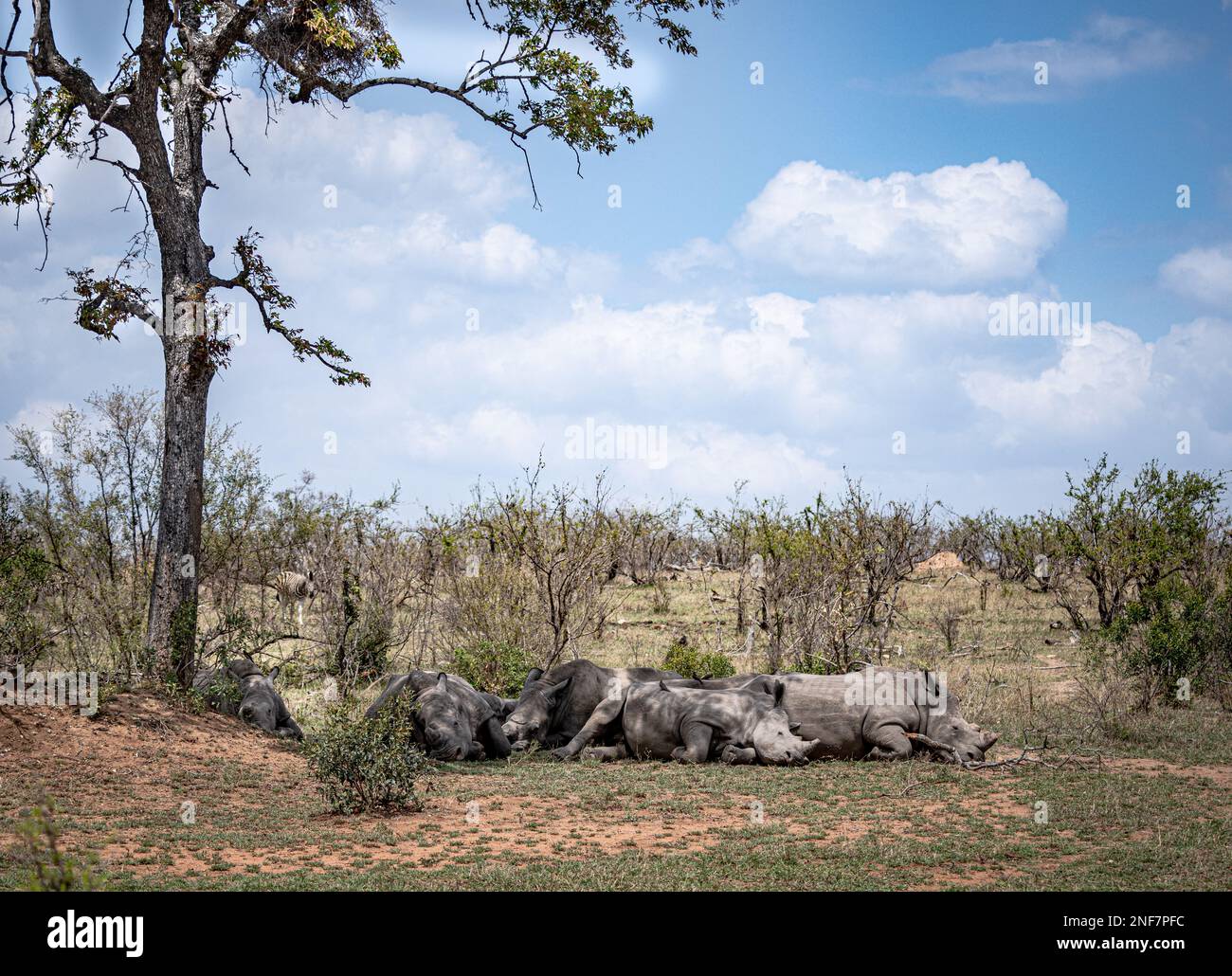 Gruppo di rinoceronti bianchi (Ceratotherium simum) nel Parco Nazionale di Kruger, Sudafrica Foto Stock