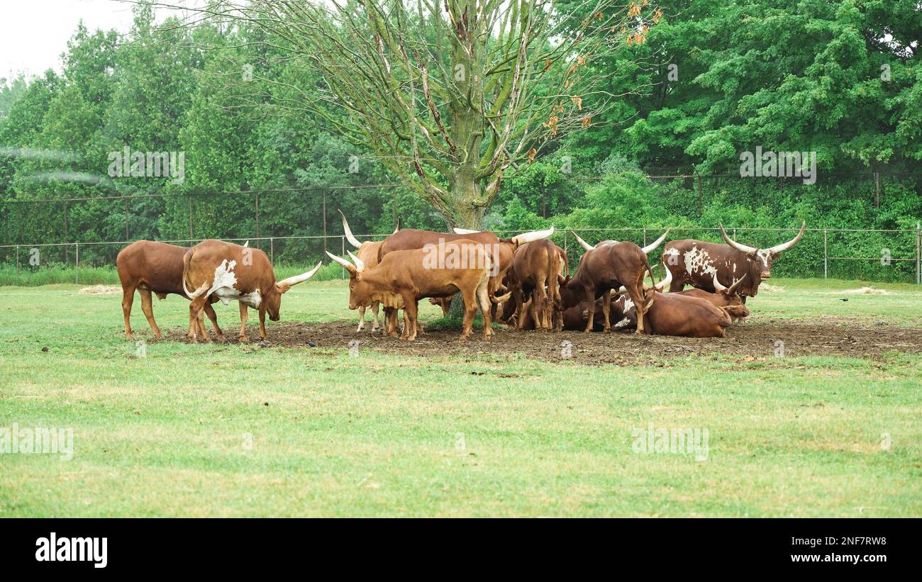 Mandria di Watusi riposante e sdraiata sotto l'albero nel parco safari zo. Watusi longhorn bull mangiare erba. Gruppo di mucche esotiche Foto Stock