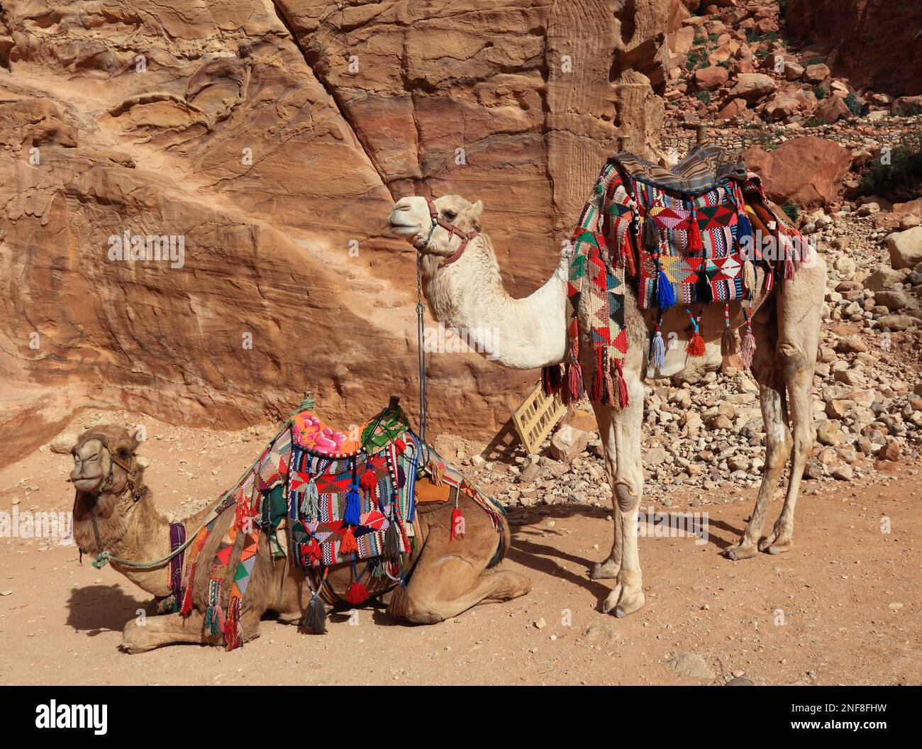 Kamelreiter, verlassene Felsenstadt Petra, al-Batra, Hauptstadt des Königreichs der Nabatäer, Jordanien, Unesco-Weltkulturerbe / Equitazione cammelli, aban Foto Stock