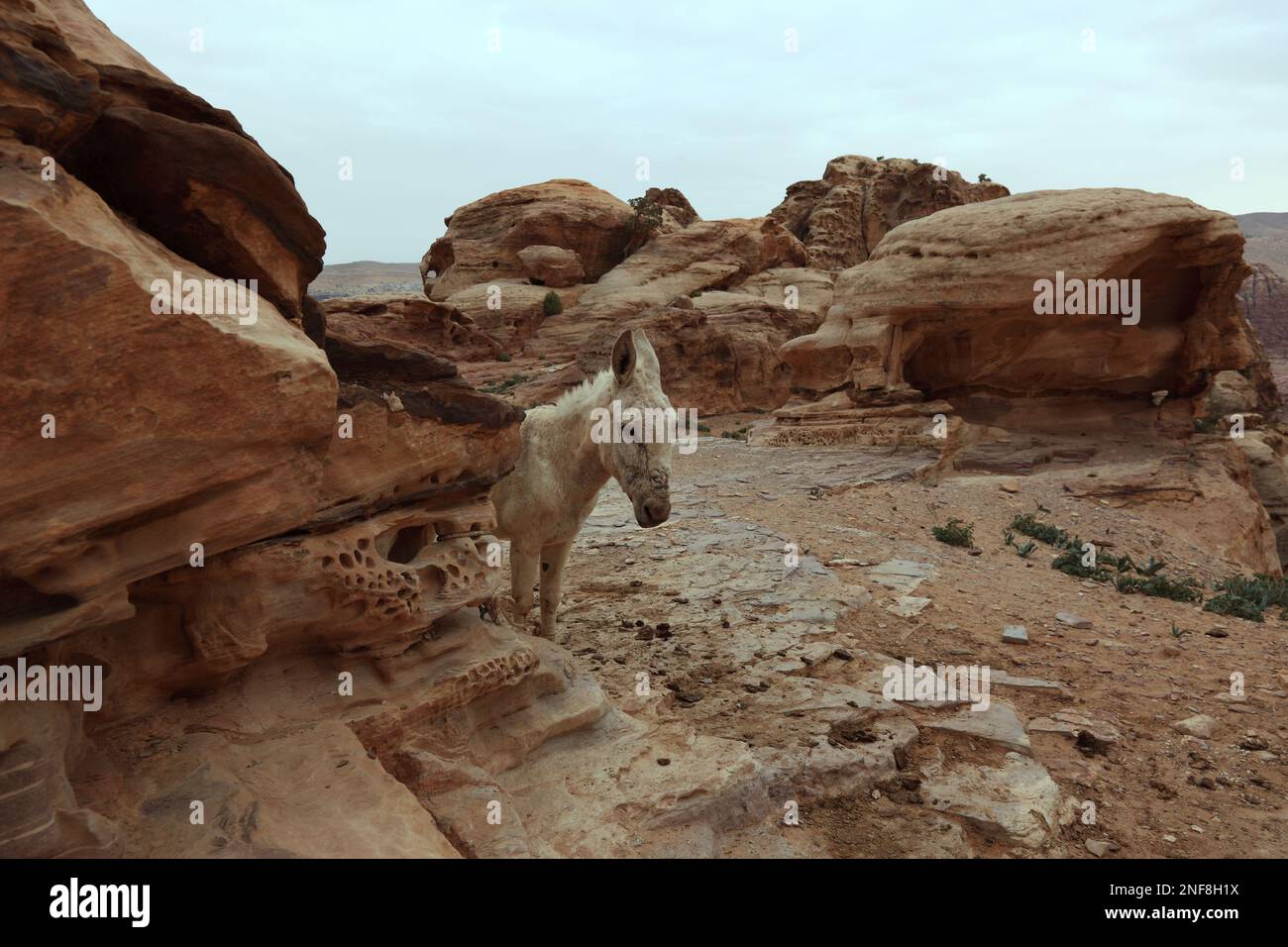 Felslandschaft bei Umm al-Biyara, Esel, verlassene Felsenstadt Petra, al-Batra, Hauptstadt des Reiches der Nabatäer, Jordanien, UNESCO-Weltkulturerbe Foto Stock