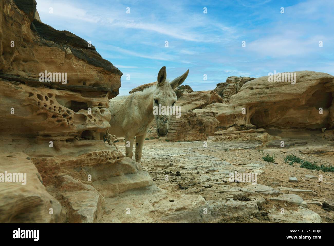 Felslandschaft bei Umm al-Biyara, Esel, verlassene Felsenstadt Petra, al-Batra, Hauptstadt des Reiches der Nabatäer, Jordanien, UNESCO-Weltkulturerbe Foto Stock