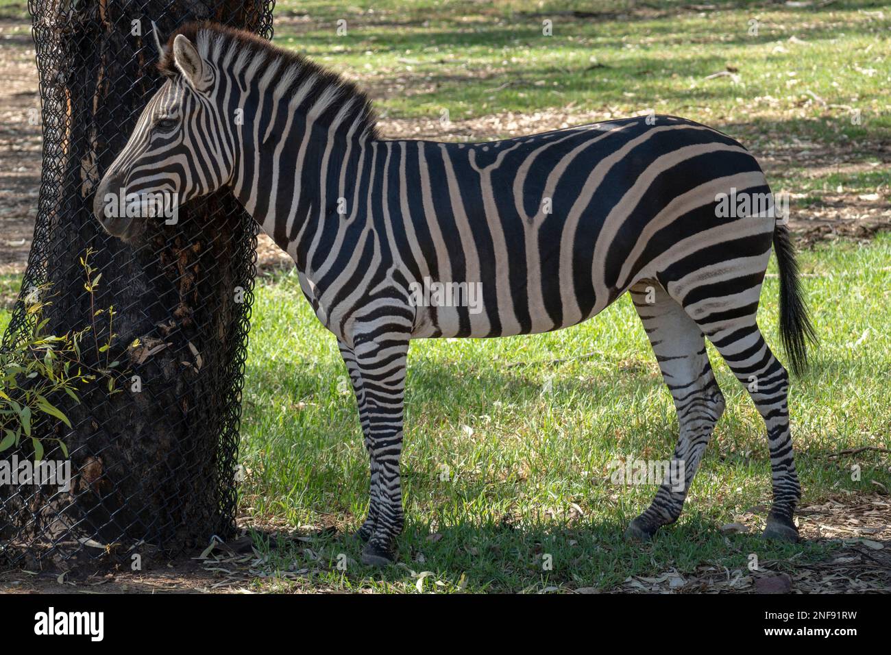 Zebra con strisce chiaramente visibili nello zoo Foto Stock