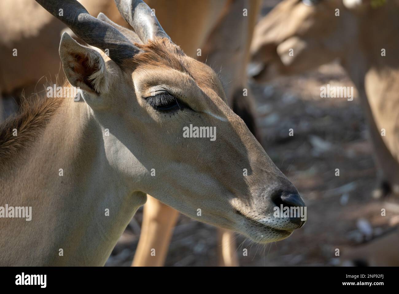 Addax antilope primo piano foto di testa e occhi Foto Stock