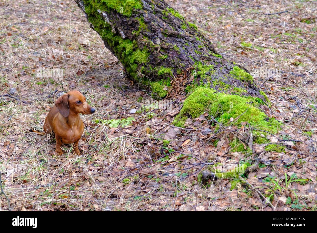 Il dachshund marrone a pelo corto è in piedi accanto ad un albero nella foresta Foto Stock