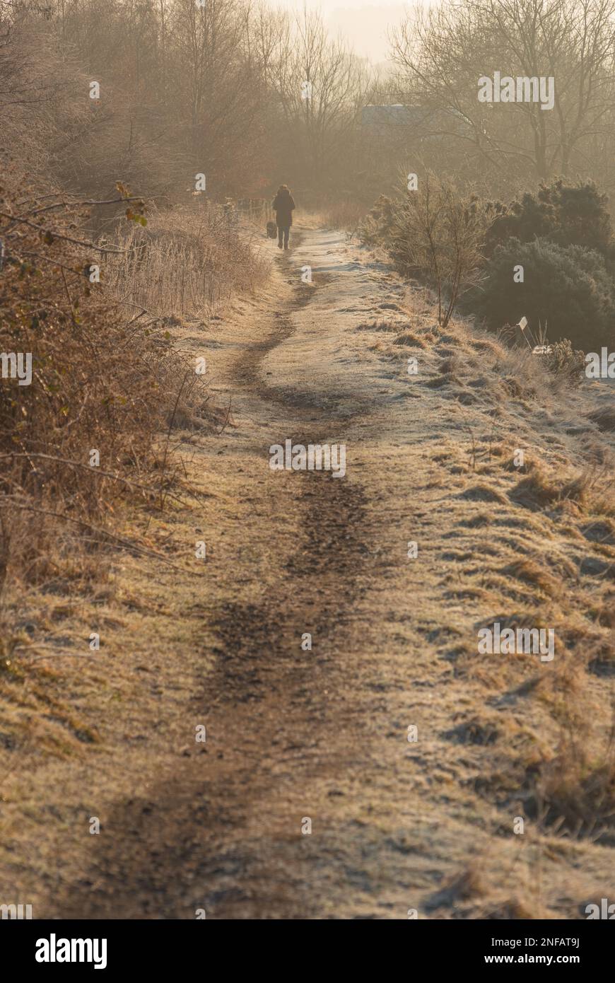 Un cane camminatore su un sentiero vicino al fiume Tyne Sud a Haltwhistle Foto Stock