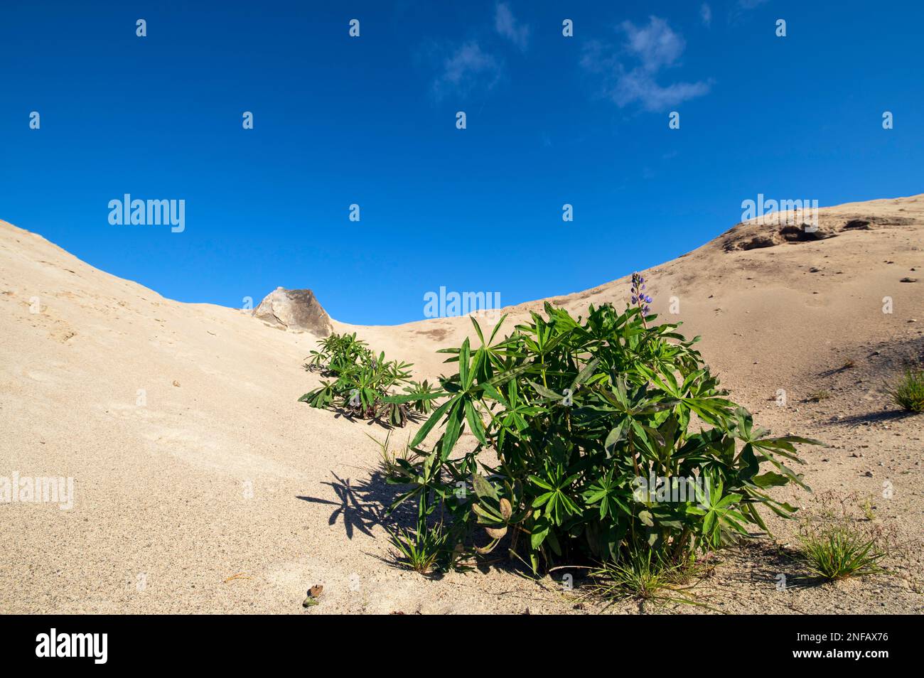 Lupini che crescono in buca di sabbia vecchia Foto Stock