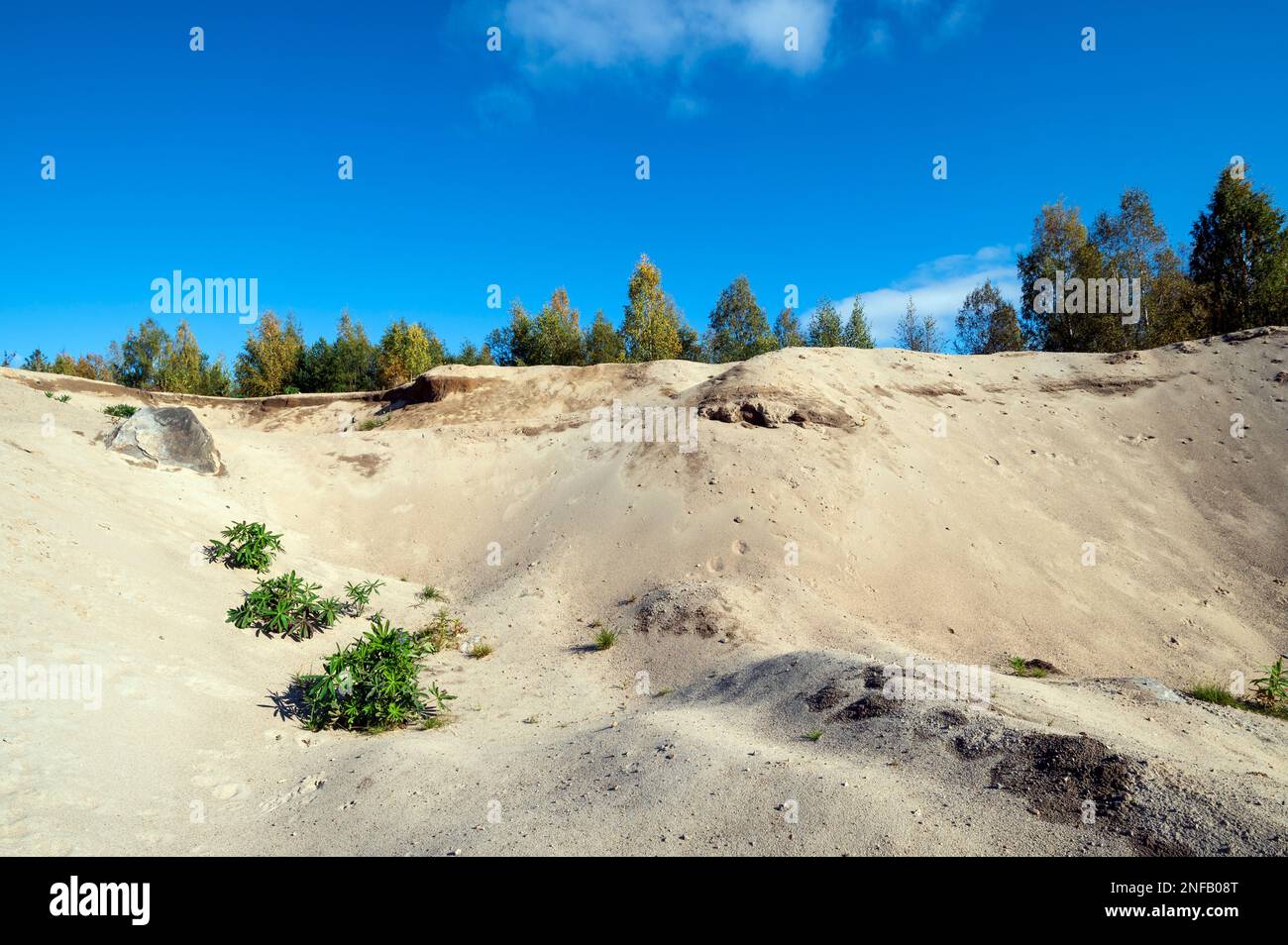 Lupini che crescono in buca di sabbia vecchia Foto Stock