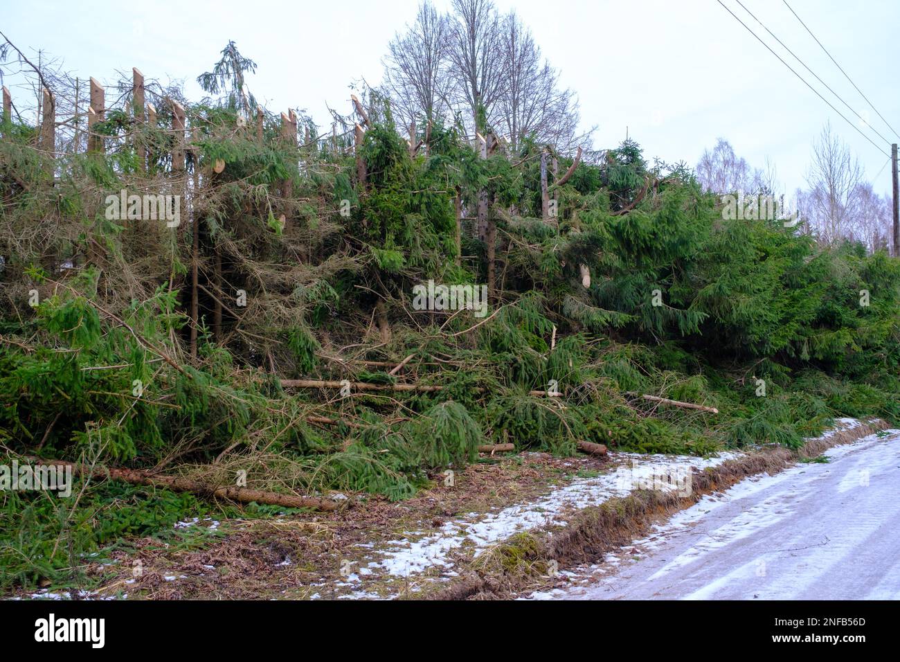 Tagliare le cime degli alberi nell'area dei cavi di alimentazione per ridurre le interruzioni di corrente Foto Stock