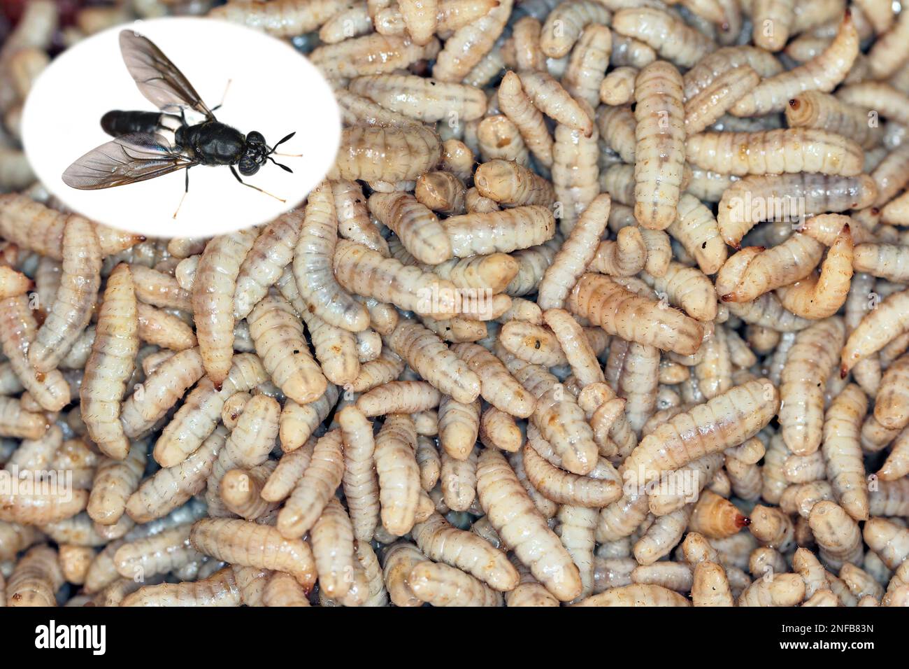 Hermetia luccens, il soldato nero volare. Larve e mosca per adulti. Insetti commestibili come prodotto alimentare riempito con proteine e nutrizione. Foto Stock