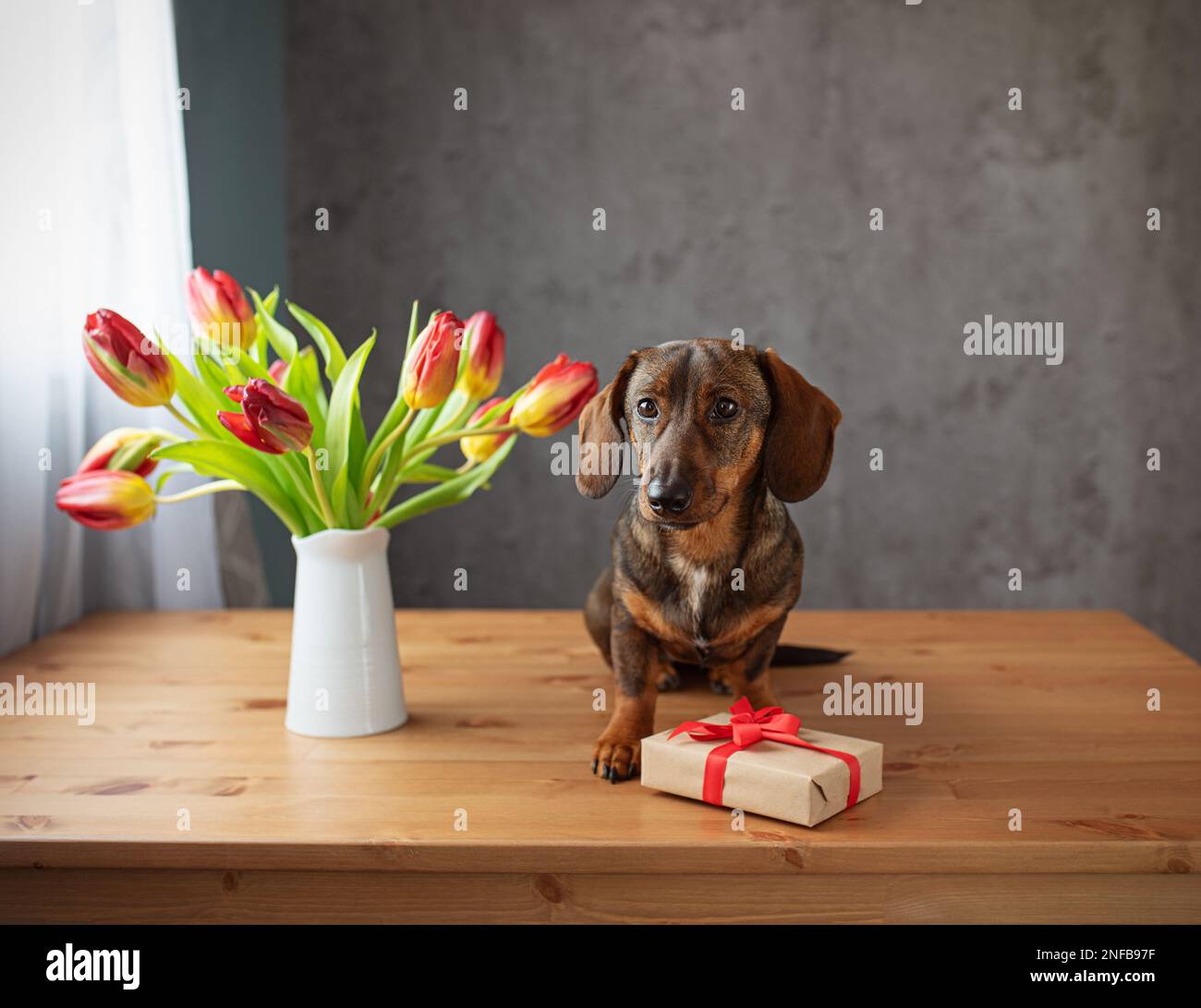 Carino cane dachshund con un regalo e fiori. Foto Stock