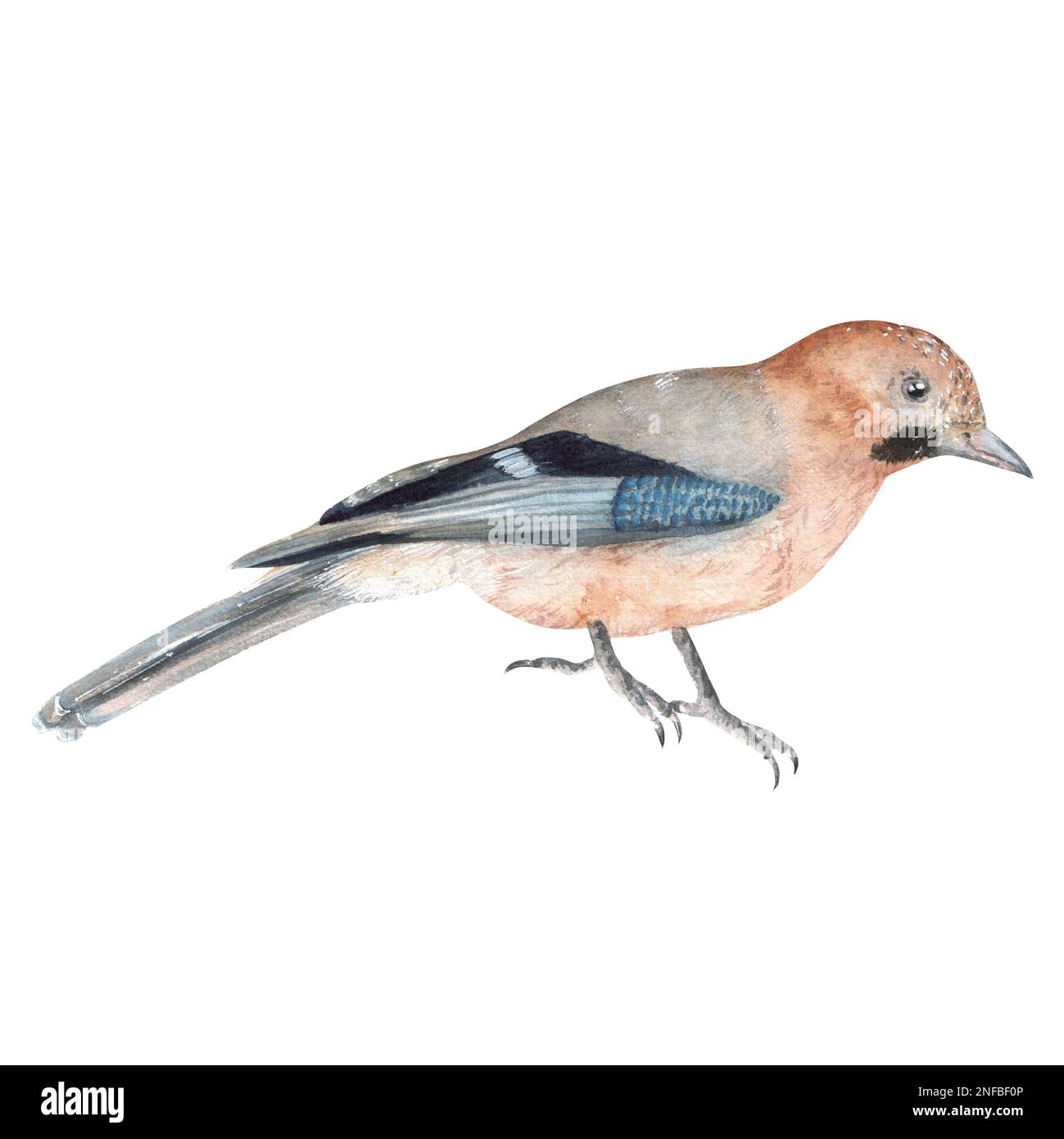Uccello di Jay di acquerello disegnato a mano. Una piccola parte del grande giardino DEGLI UCCELLI set Foto Stock