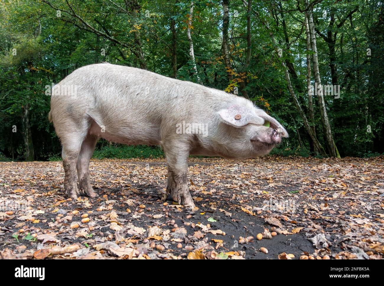 Pannage o albero comune - i maiali domestici vaganti liberamente vagano nella Nuova Foresta nel mese di settembre quando le ghiande e le altre noci cadono dagli alberi. Foto Stock