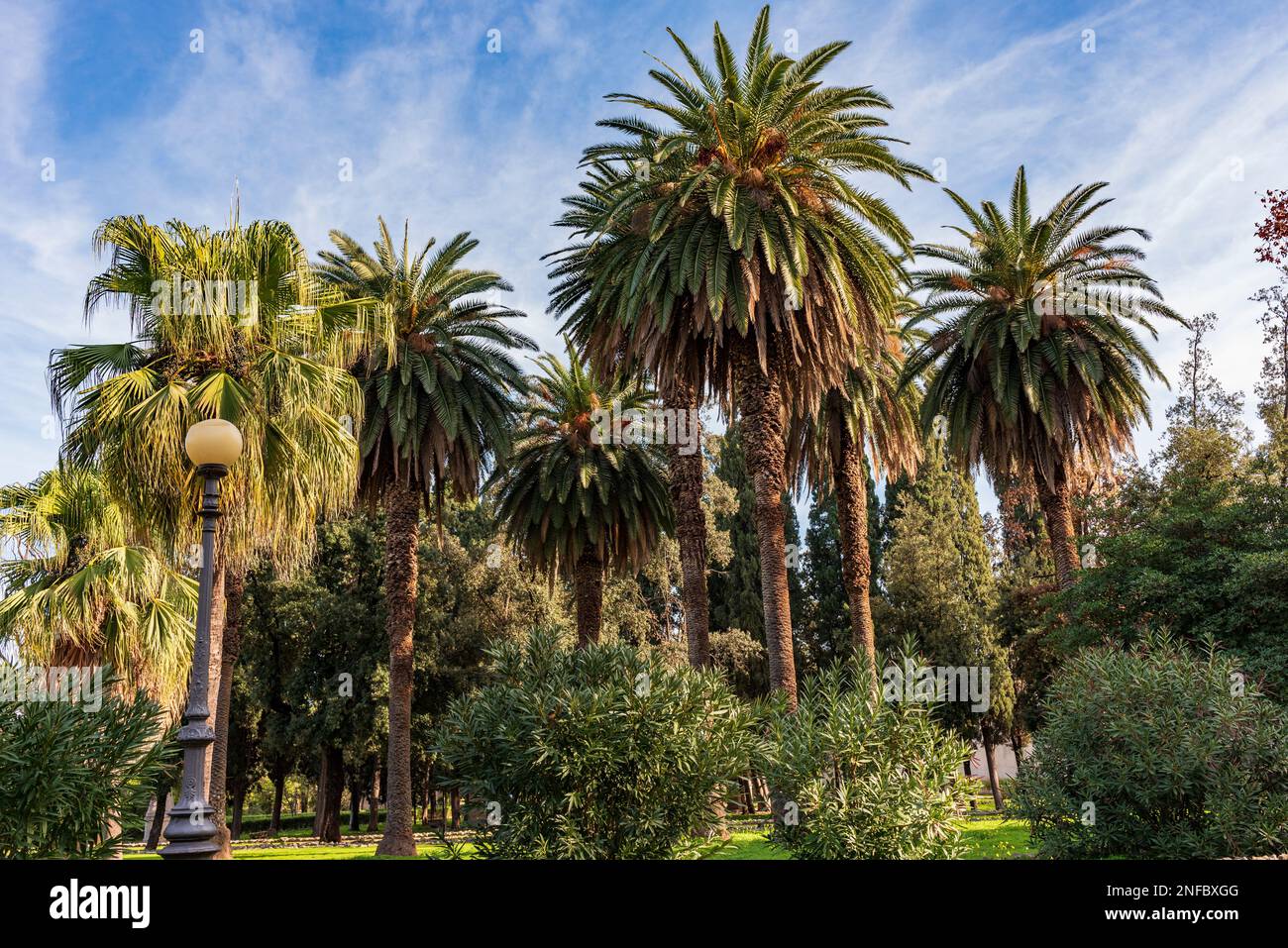 Viale con palme nel parco di Villa Giulia, Palermo Foto Stock