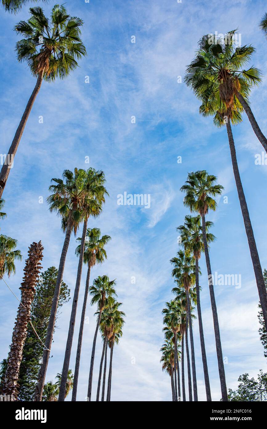 Viale con palme nel parco di Villa Giulia, Palermo Foto Stock
