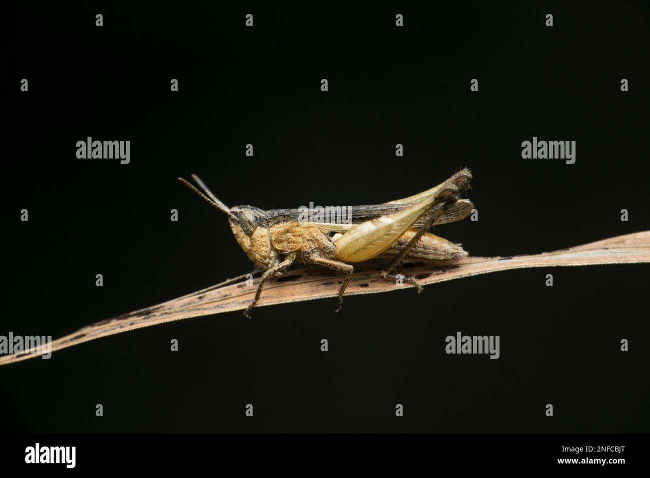 Grey grasshopper, specie Miramella, Satara, Maharashtra, India Foto Stock