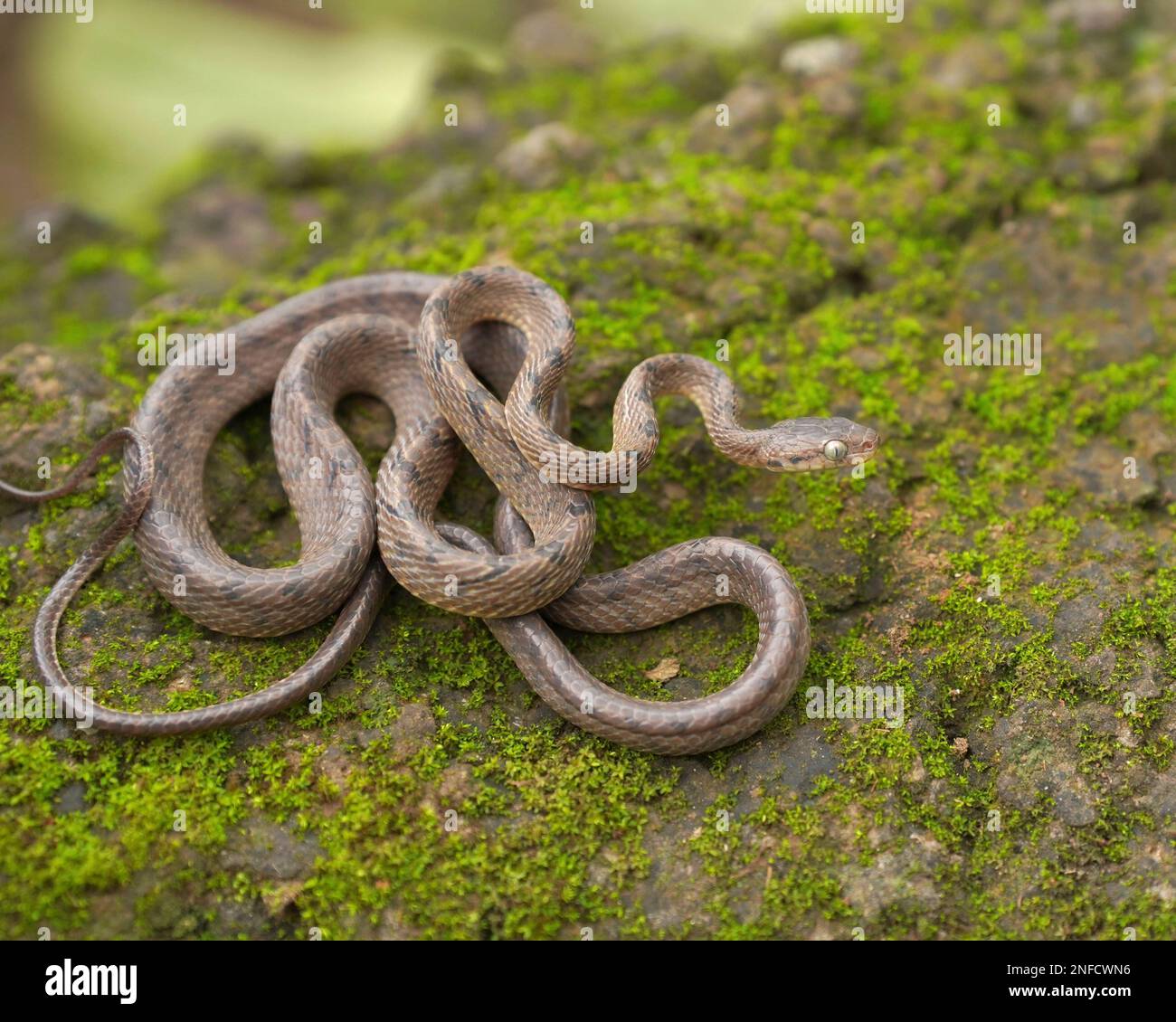 Serpente di gatto di Beddom, Boiga beddomei, Satara, Maharashtra, India Foto Stock