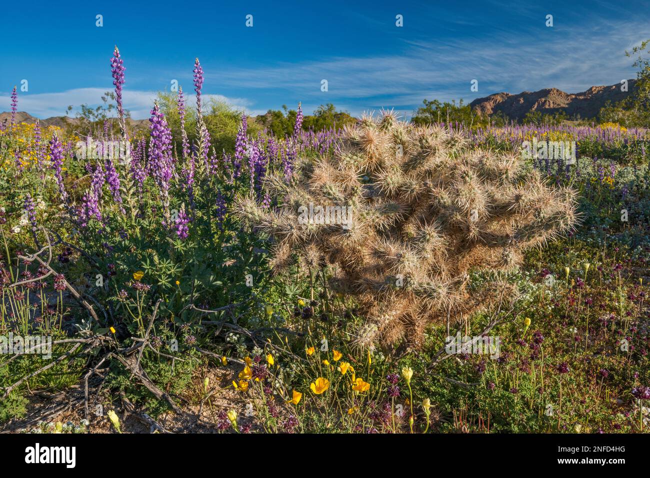 Lupino dell'Arizona, cactus di cholla, papaveri dell'oro, superbloom 2019, nel canyon di Cottonwood, Colorado Desert, Joshua Tree National Park, California, Stati Uniti Foto Stock