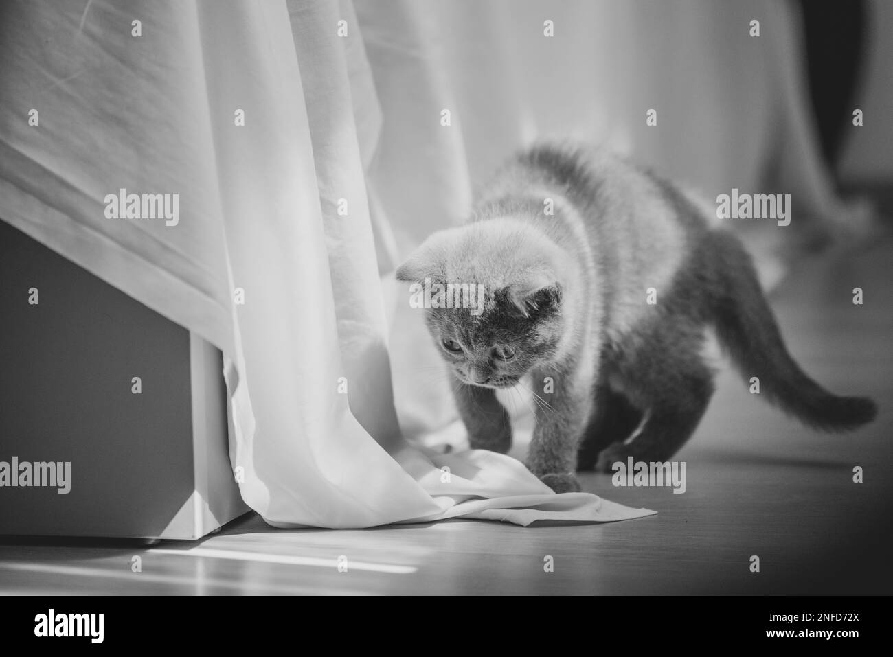 Divertente gatto lanuginoso che strisciata sotto un letto in camera da letto Foto Stock Divertente gatto lanuginoso che strisciata sotto un letto in camera da letto Foto Stock