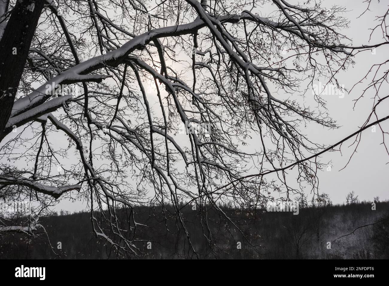 rami da un albero con molta neve bianca in inverno Foto Stock