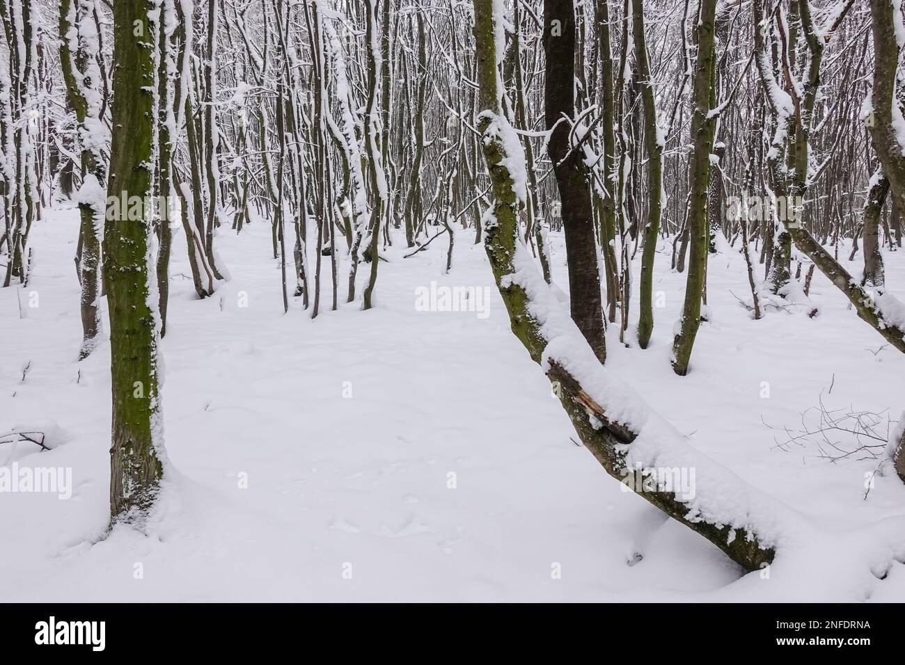 molti alberi con neve ai tronchi d'albero in una foresta e l'inverno Foto Stock