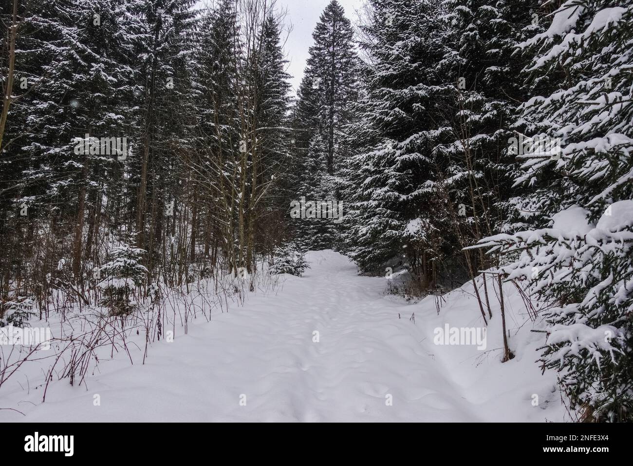 molta neve fresca bianca al sentiero escursionistico in montagna in inverno Foto Stock