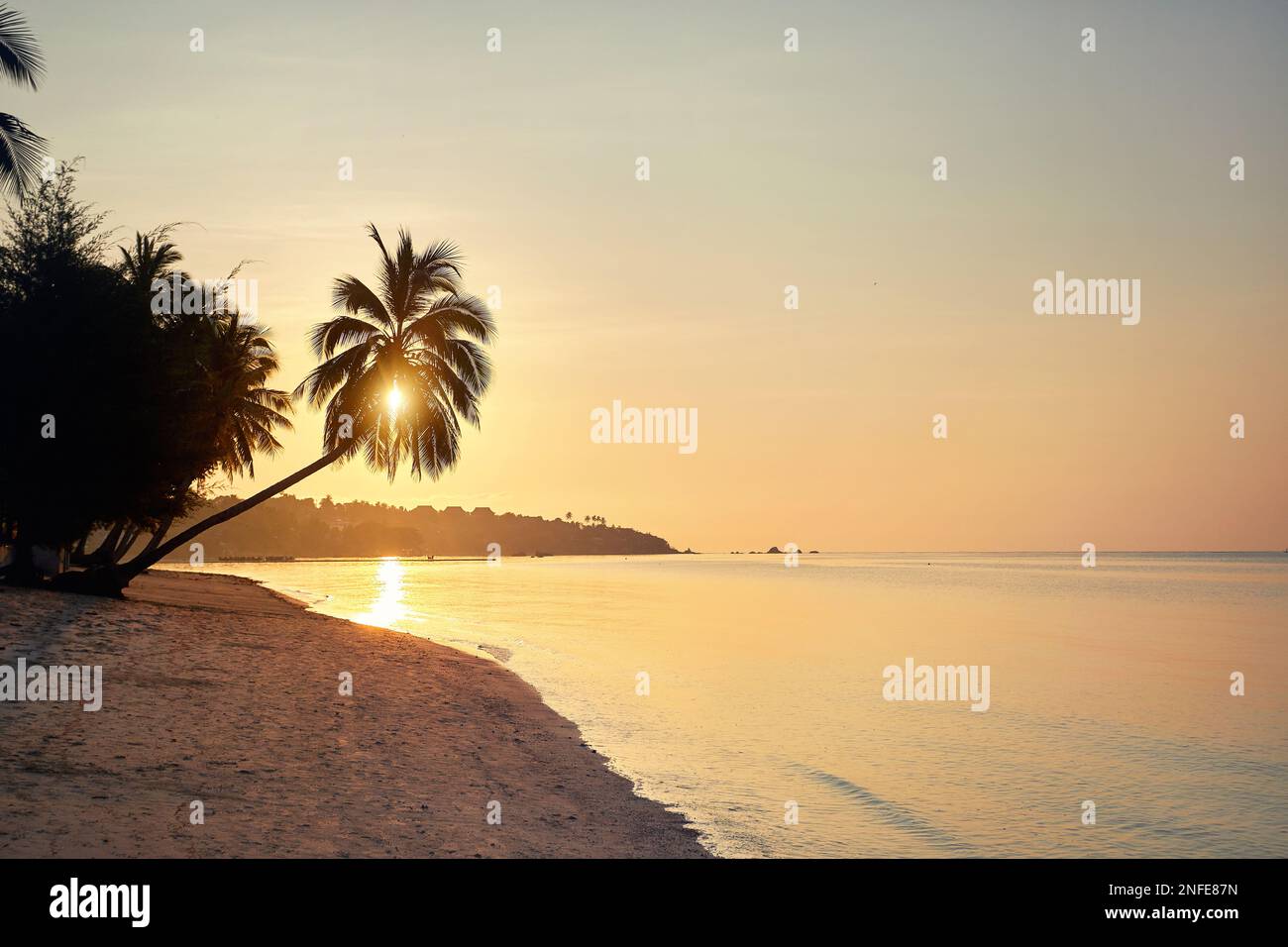 Palme da cocco in silhouette vicino alla spiaggia tropicale sabbiosa a Phi Phi Island nel sud della Thailandia. Concetto di vacanza paradiso di viaggio. Foto Stock