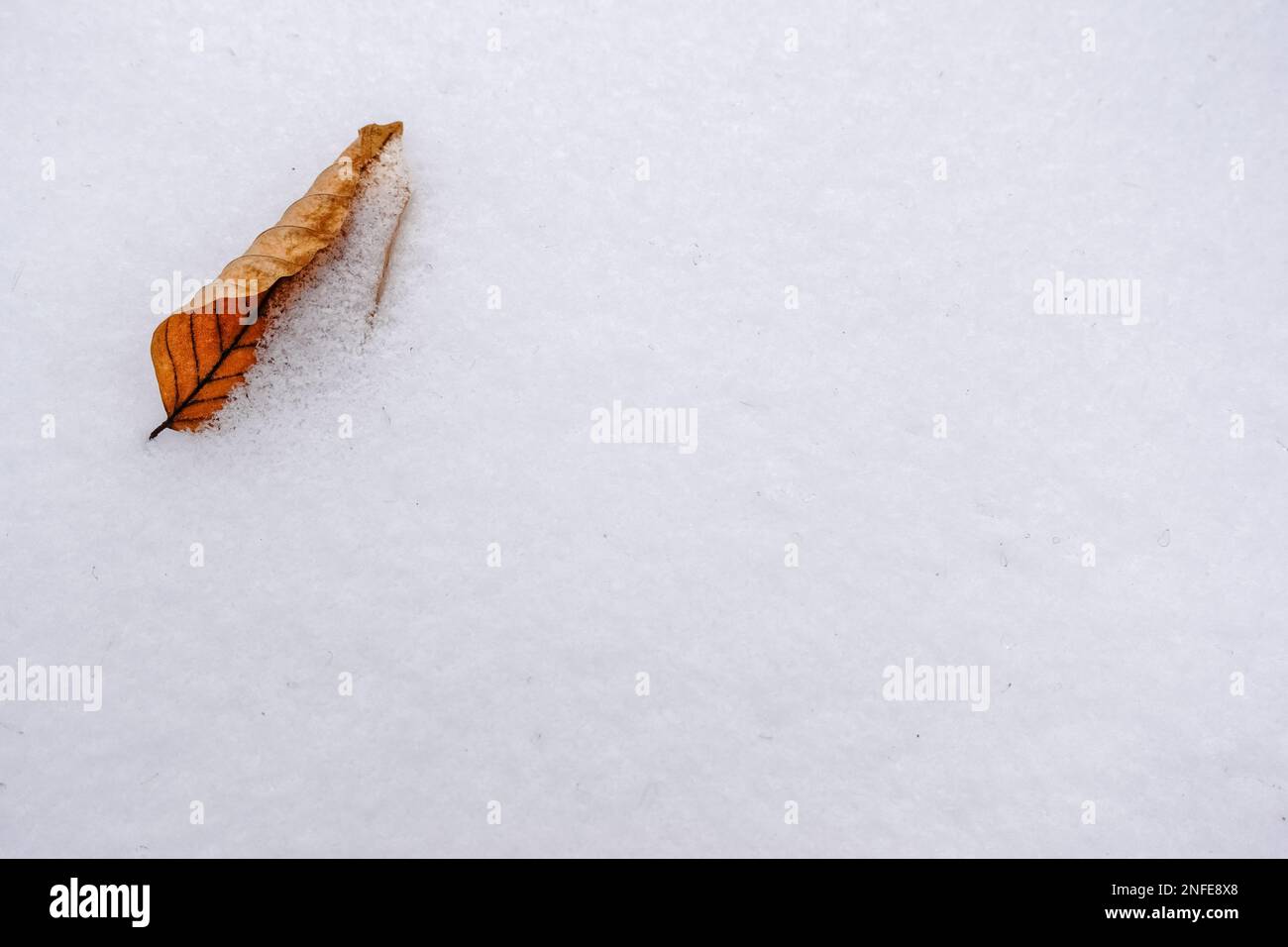 singola foglia arricciata sotto la neve fresca bianca nella foresta in inverno Foto Stock