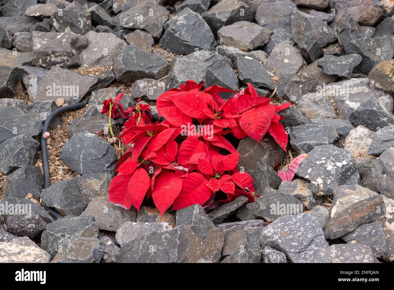 Pointsettia pianta che cresce in un parco, che circonda una chiesa. Buone condizioni per la pianta di crescere all'aperto in inverno. Letto di fiori coperto da ciottoli Foto Stock