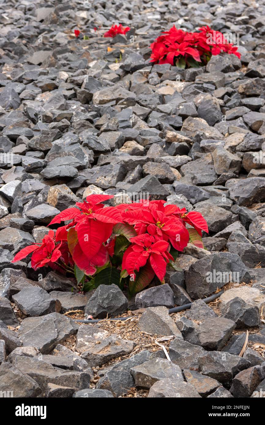 Pointsettia pianta che cresce in un parco, che circonda una chiesa. Buone condizioni per la pianta di crescere all'aperto in inverno. Letto di fiori coperto da ciottoli Foto Stock