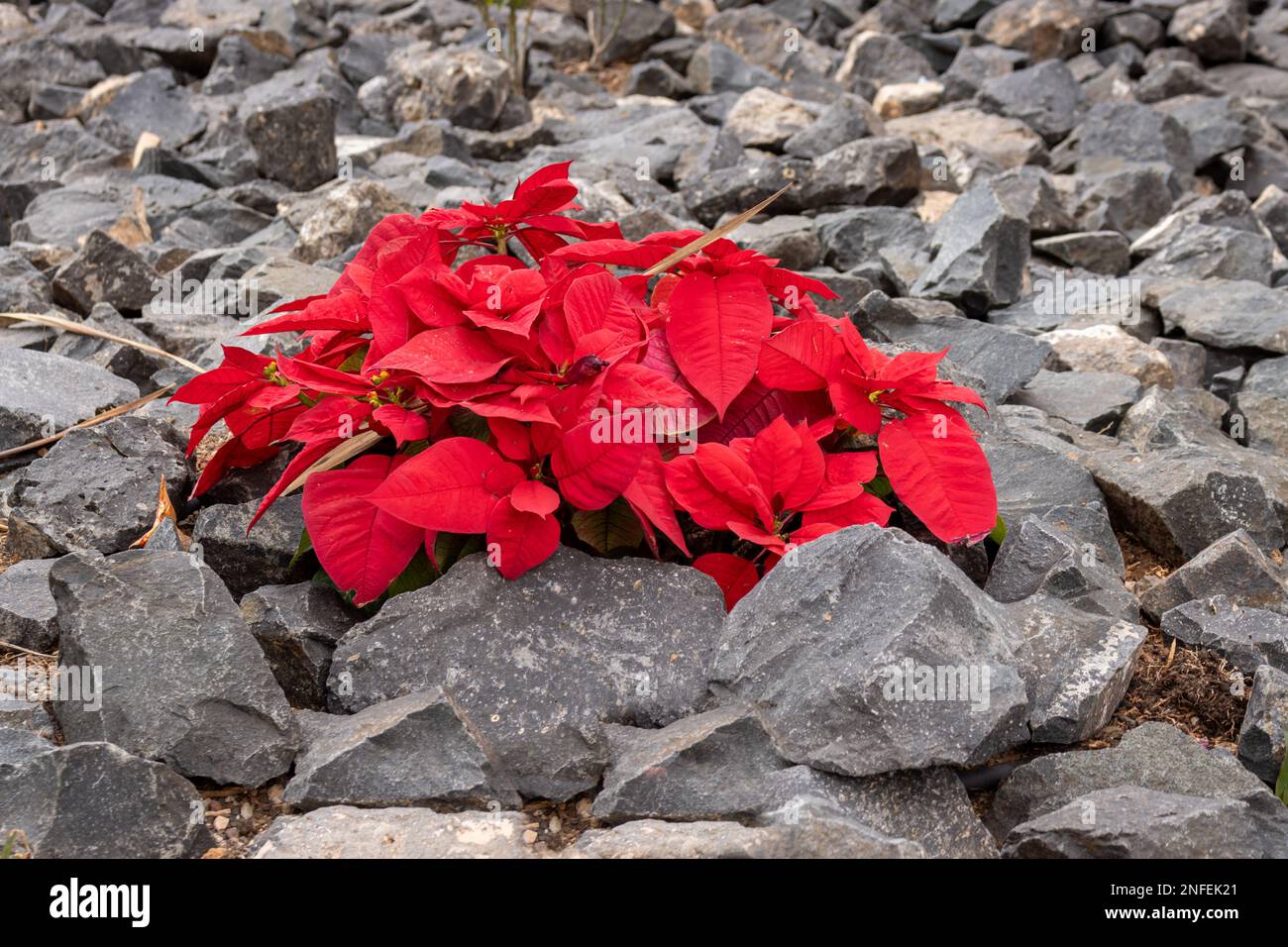 Pointsettia pianta che cresce in un parco, che circonda una chiesa. Buone condizioni per la pianta di crescere all'aperto in inverno. Letto di fiori coperto da ciottoli Foto Stock