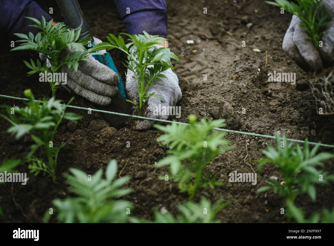 Le mani maschili del giardiniere stanno trapiantando i giovani pianta del fiore nelle file uniformi. Trapianto manuale da parte di un giardiniere di germogli di tagetes per il verde della città Foto Stock