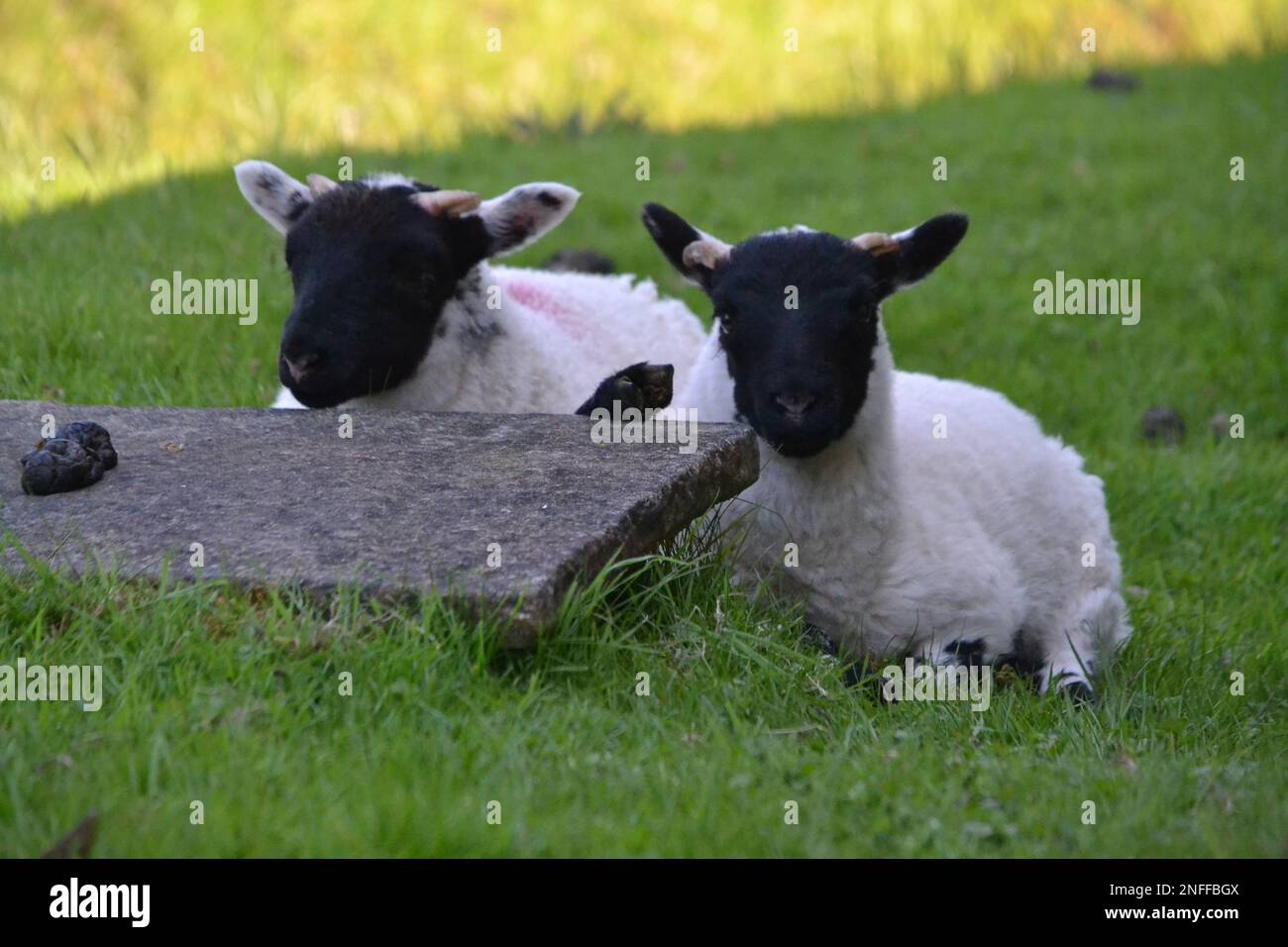 Two Young Wild Sheep on North York Moors on A Sunny Day - Black Faced Sheep - Moorland Animal - Grass - Yorkshire - UK Foto Stock