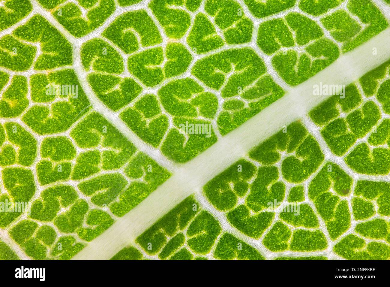 Foglia di castagno macro. Vista ravvicinata della foglia verde e delle vene. Mondo microscopico. Foto Stock