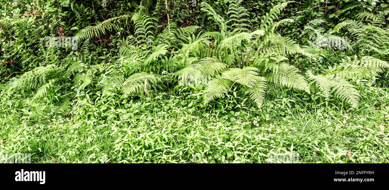 Vegetazione densa Vista delle foglie di Fern alla foresta sfondo testurizzato Foto Stock