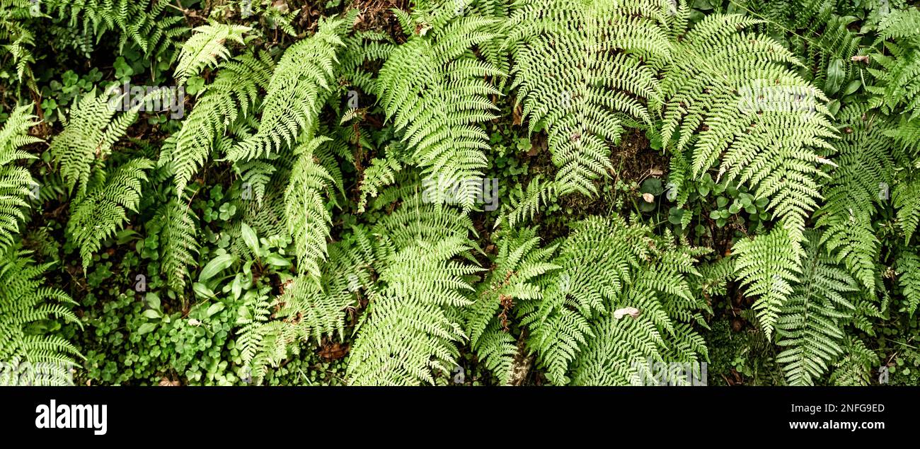 Vegetazione densa Vista delle foglie di Fern alla foresta sfondo testurizzato Foto Stock