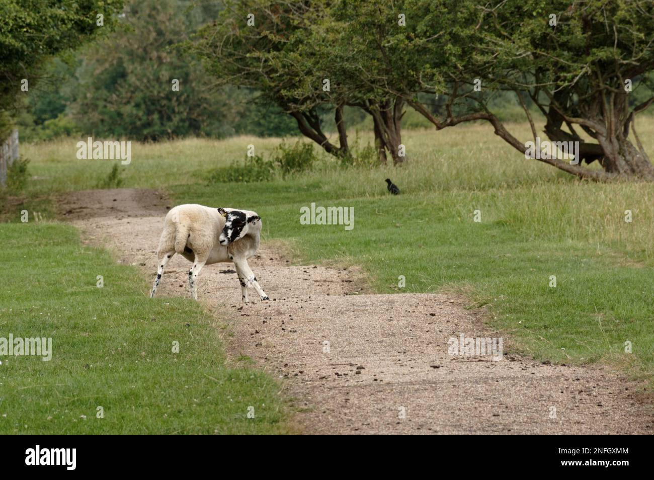 Campo di cresta e solco a forma di aratura medievale, nel Parco della Valle di Ouzel, Milton Keynes. Il percorso evidenzia la forma della cresta e del solco. Foto Stock