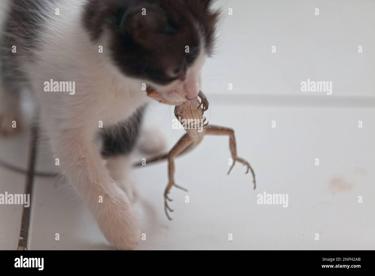 Primo piano su un gattino di 10 settimane che mangia un geco dopo averlo giocato. Foto Stock