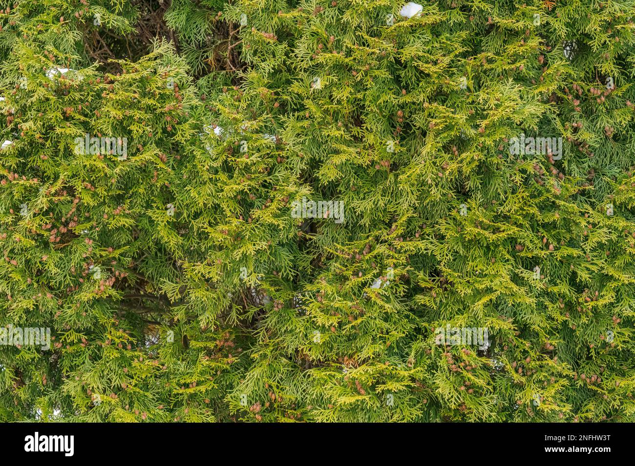 Struttura di fondo in cedro bianco settentrionale (Thuja occidentalis) con macchie di neve e gruppi di coni. Foto Stock