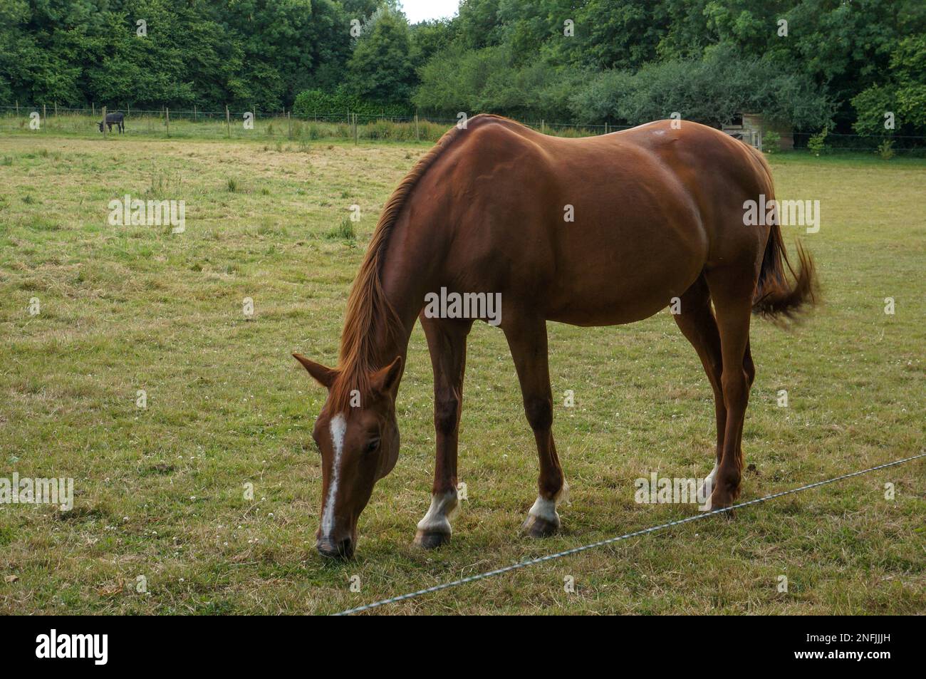 Cavallo in un giardino di campagna francese Foto Stock