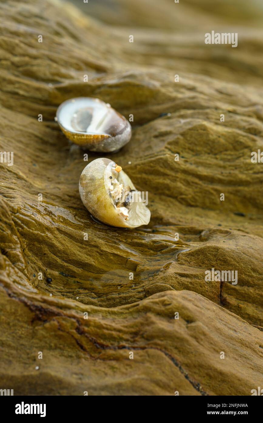 Questa foto ravvicinata delle rocce mostra l'aspra bellezza naturale delle formazioni geologiche. Le superfici ruvide e le texture delle rocce sono promi Foto Stock