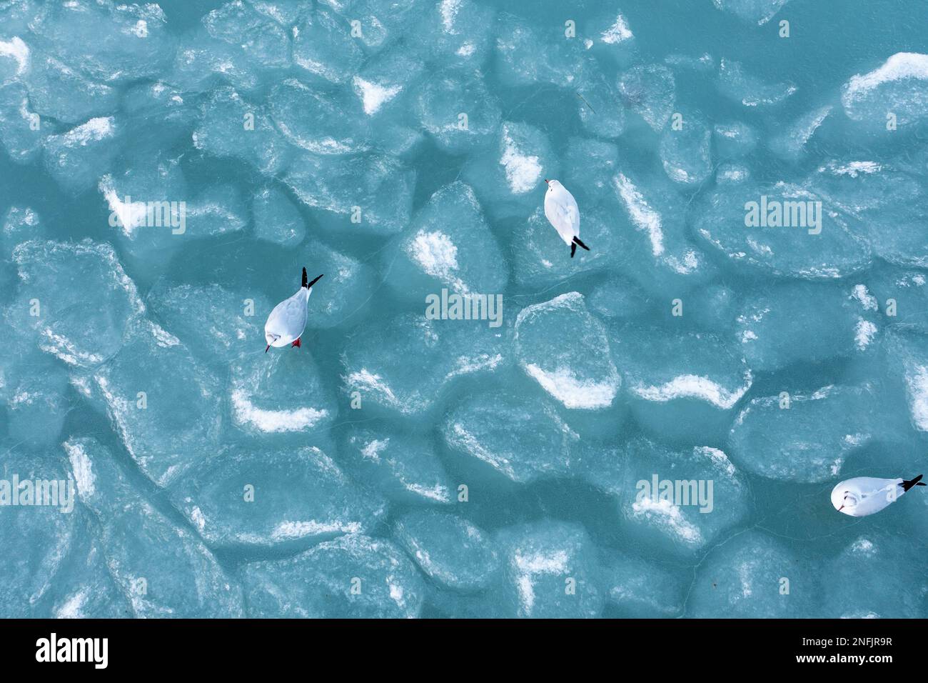 gabbiani rilassanti sulla superficie ghiacciata del lago Foto Stock
