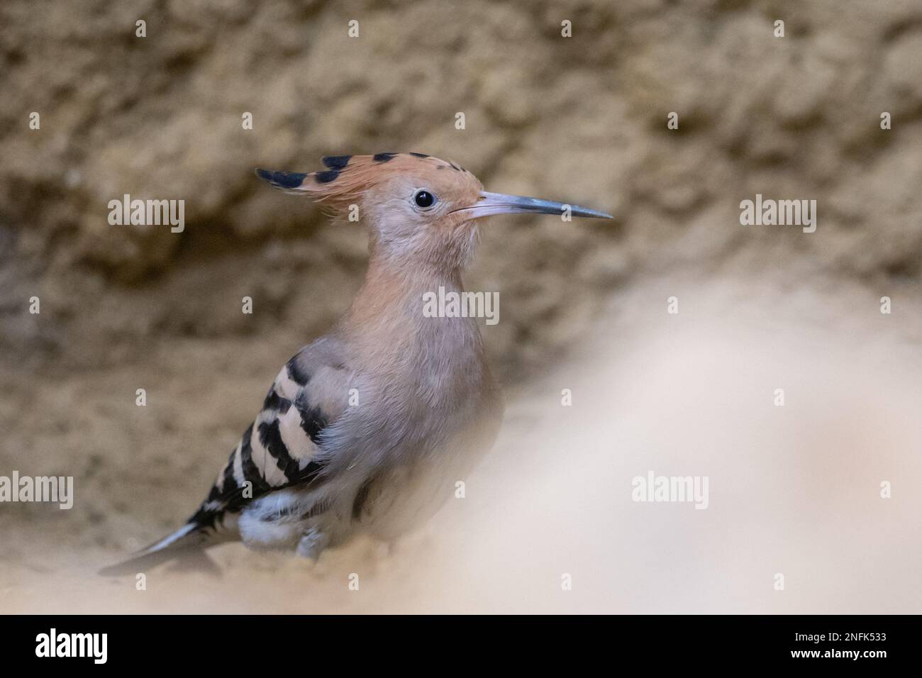 L’uccello nazionale di Israele, il buopoe eurasiatico (Upupa epops) sul terreno Foto Stock