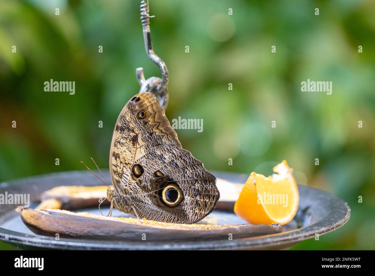 Farfalla di gufo (Caligo memnon) che si nutrono di banane mature. Foto Stock