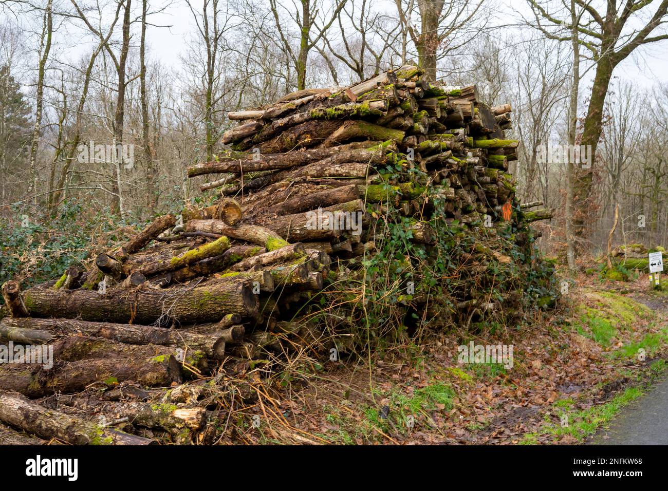 Un mucchio di tronchi segati e marciume. Eliminazione della foresta da alberi vecchi. Foto Stock