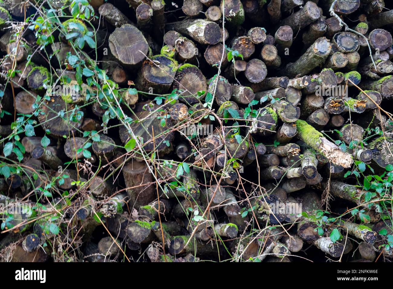 Un mucchio di tronchi segati e marciume. Eliminazione della foresta da alberi vecchi. Foto Stock