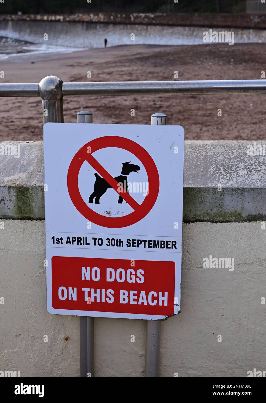 Nessun cane su questo cartello di avvertimento spiaggia a Coryton's Cove, Dawlish, South Devon. Foto Stock
