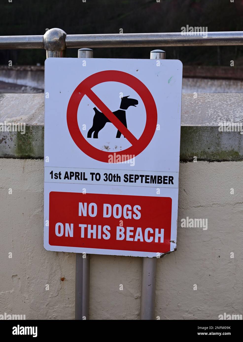 Nessun cane su questo cartello sulla spiaggia a Coryton's Cove, Dawlish, South Devon. Foto Stock