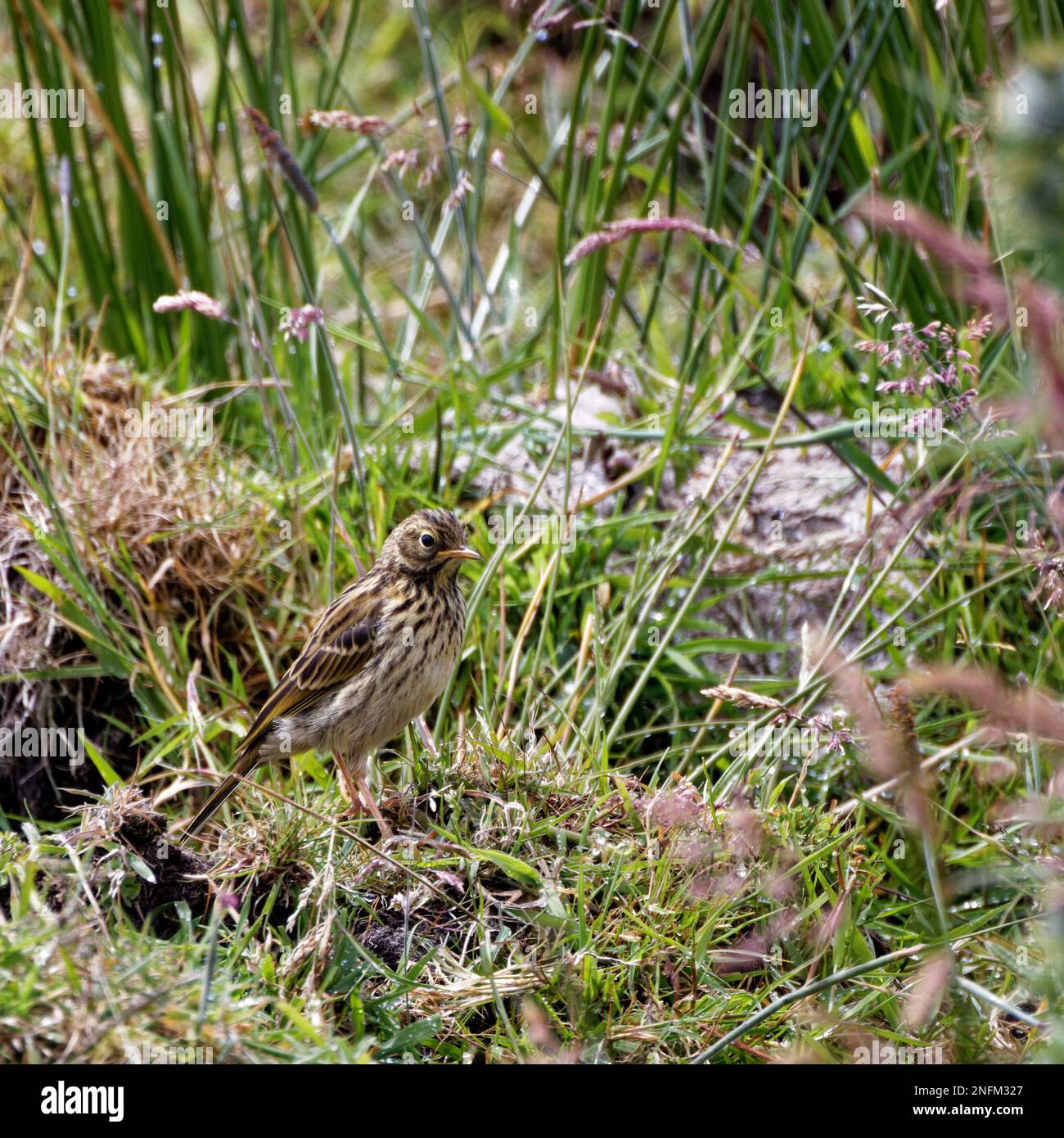 Pipit prato (Anthus pratensis) sul terreno Foto Stock